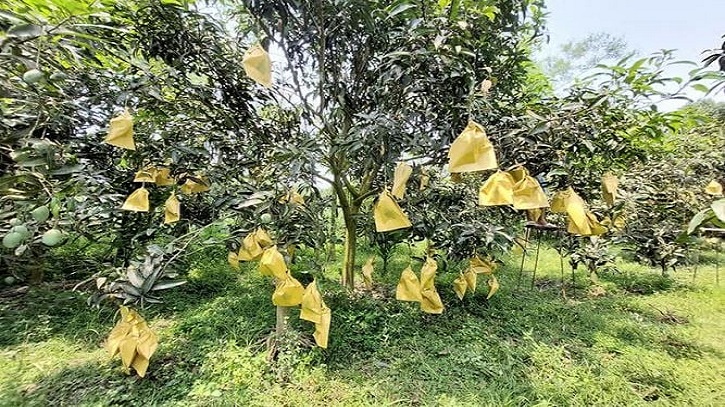 Fruit bagging method becomes boon for mango farmers in Rajshahi