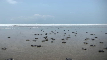 In Bangladesh, olive ridley turtles break 4-year record with 53% increase in eggs