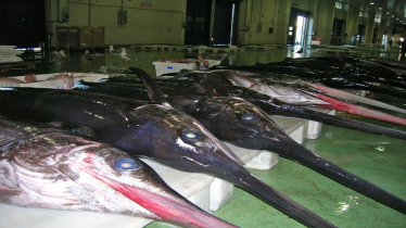 No mercy for overfished yellowfin tuna at Indian Ocean fisheries meeting