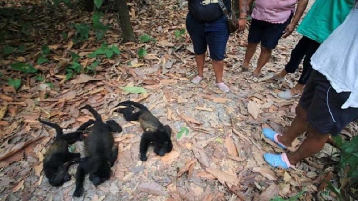 Howler monkeys drop dead during Mexico heat wave