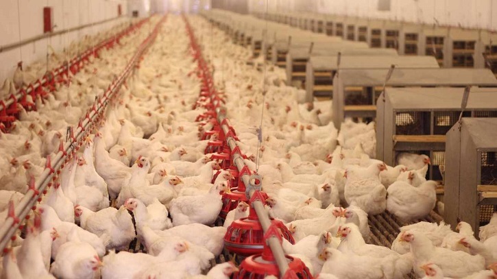 Self Sufficiency in Protein: Poultry Industry in Bangladesh