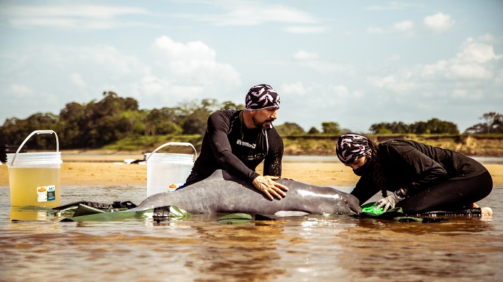 Ancient giant river dolphin species found in the Peruvian Amazon