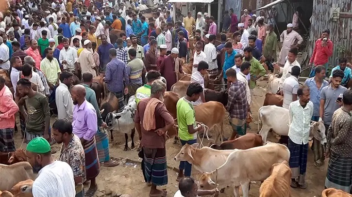 আকস্মিক বন্যায় তৈরি হয়েছে গবাদি পশুর খাদ্য সংকট