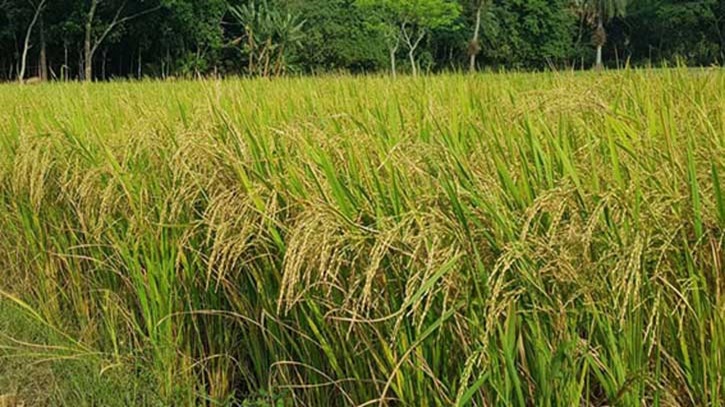 ব্রি হাইব্রিড ধান-৬ আমনে খাদ্য নিরাপত্তা দেবে, বিঘায় ২১ মণ ফলন