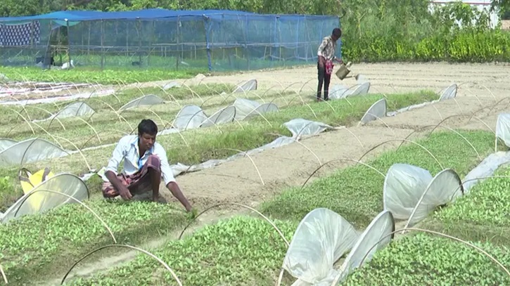 আগাম শীতকালীন সবজির চারা রোপণে কৃষকদের খরচ দ্বিগুণ