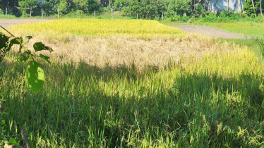 আমন ধানে ব্রাউন প্ল্যান্ট হপার আক্রমণ: ফলনের ক্ষতি ও করণীয়