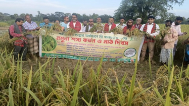 কুমিল্লায় ব্রি ধান ১০৩-এর ভালো ফলন, কৃষকরা খুশি