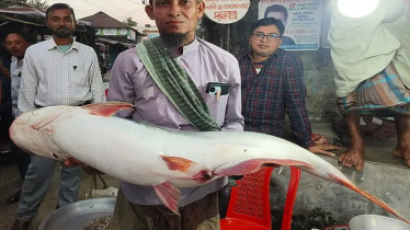 রাবনাবাদ নদে ধরা পড়ল ১৪ কেজির পাঙাশ, প্রায় ১০ হাজার টাকায় বিক্রি