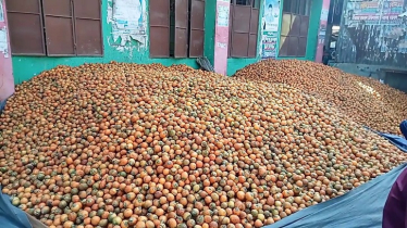 আবহাওয়া অনুকুলে থাকায় লক্ষ্মীপুরে দিন দিন বাড়ছে সুপারি উৎপাদন