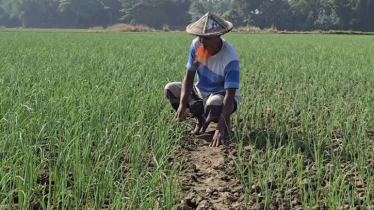 চলতি রবি মৌসুমে মুড়িকাটা পেঁয়াজ উৎপাদনে ব্যস্ত চাষিরা