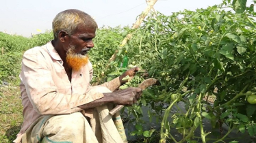 কম খরচে বেশি উৎপাদন হওয়ায় বিষমুক্ত সবজি চাষে আগ্রহ বাড়ছে 