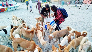 সেন্টমার্টিনে খাবার সংকটে পড়েছে চার হাজার কুকুর