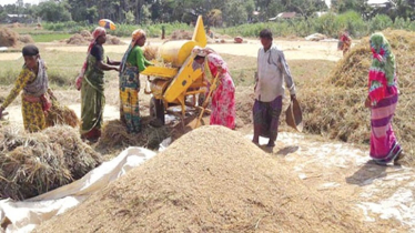 হবিগঞ্জ থেকে ১০ হাজার টন ধান কিনবে সরকার