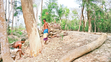 উন্নয়নের অজুহাতে সামাজিক বনায়নের বৃক্ষনিধন