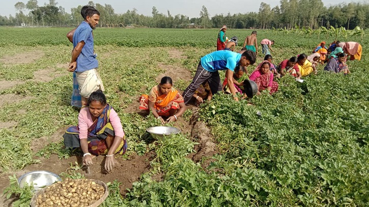 নীলফামারীতে আগাম আলু তোলা শুরু, মাঠেই বিক্রি ৯০ টাকা কেজি