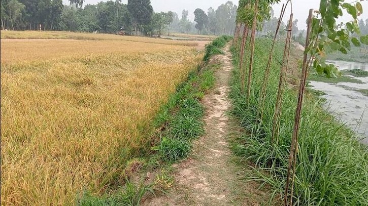 Noleya Canal re-excavation helps to produce 54,000 tonnes of Aman paddy per year