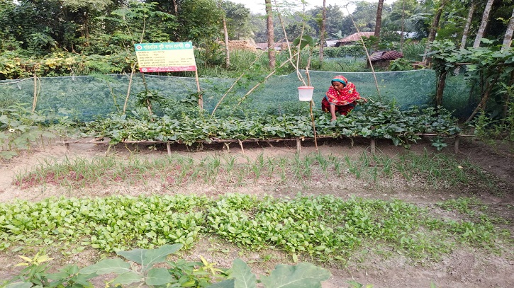 Family nutrition gardening accelerates rural economy in Rajshahi