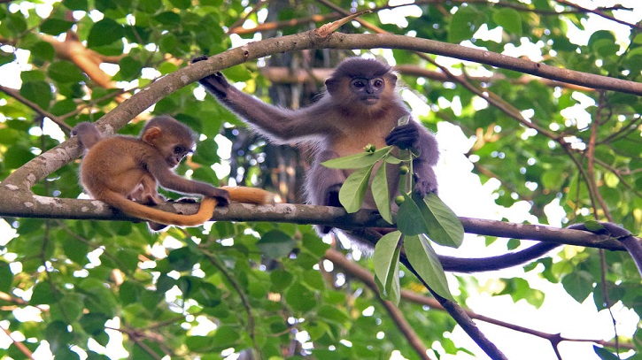 Hybridisation poses new threat to Langurs in Bangladesh: A call for urgent conservation