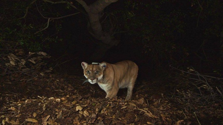 Mountain lions change timing of activity in response to recreation