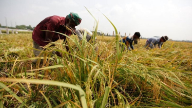 Aman harvesting on in full swing in Manikganj