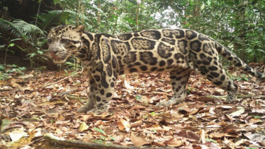 Study shows, via clouded leopards, how to better protect forests