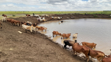 As climate change upends Ethiopia’s pastoral wisdom, adaptations can help