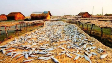 Fish drying begins in Sundarbans