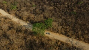 Green shoots spring from ashes in Brazil’s fire-resistant savanna