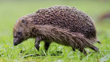 Hedgehogs risk endangered status as European habitat shrinks