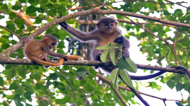 Hybridisation poses new threat to Langurs in Bangladesh: A call for urgent conservation