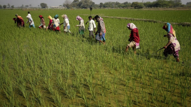 India eyes record rice production in 2024-25 monsoon