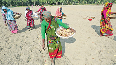 Potato cultivation expands as prices rise