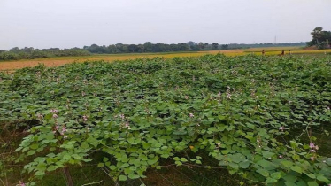 New variety bean cultivation brings smile to Rajshahi farmers