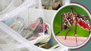 10 dengue patients die, 966 hospitalized in last 24 hrs