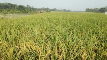 T-Aman harvesting begins in Jamalpur