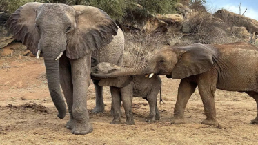 Kenya’s Ithumbu Camp: Meet Moe, the fifth elephant born in a month