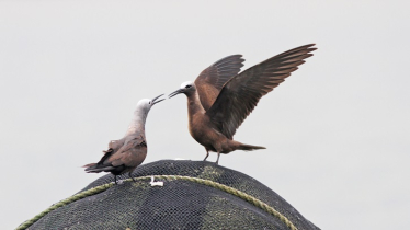 Lesser noddy sighting stirs up birding community in Bangladesh