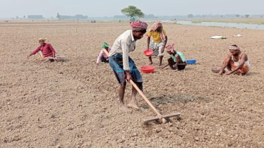 Soaring costs hit onion farmers in Pabna