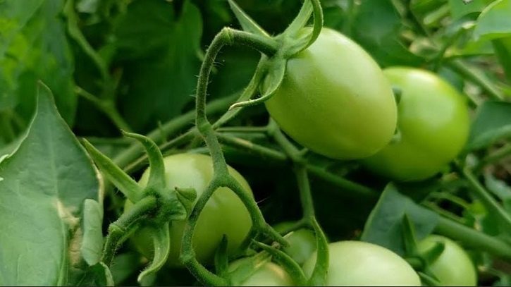 Farmers in Rajshahi selling green tomato to get more profit