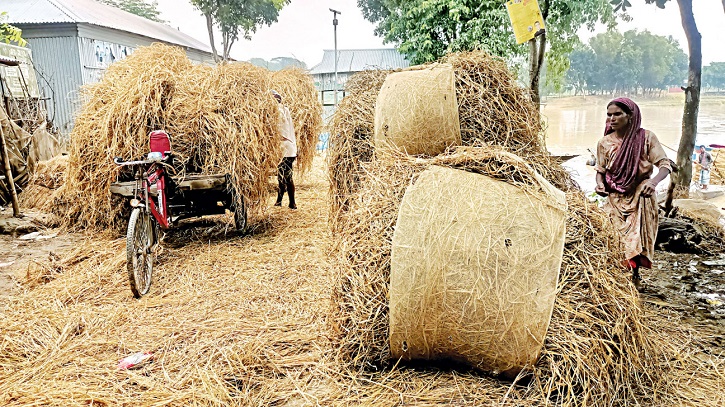 Flood-affected districts: Fodder crisis hits cattle farming