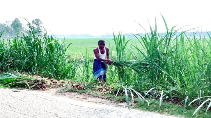 গো-খাদ্যের খরচ কমাতে পতিত জমিতে নেপিয়ার জাতের ঘাস চাষ