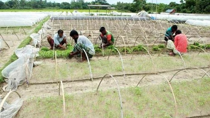 আগাম শীতকালীন সবজির চারা রোপণে কৃষকদের খরচ দ্বিগুণ