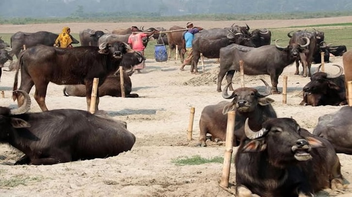 লাভজনক হওয়ায় ভোলার অর্ধশতাধিক চরের মানুষ মহিষ পালন করে জীবিকা নির্বাহ করছে