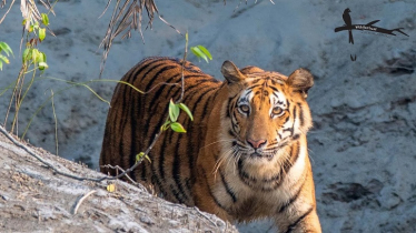 Sundarbans: Tigers see slight rise in number