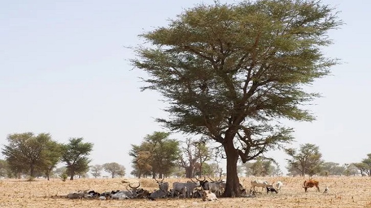 Faidherbia albida: A green solution for Northern Cameroon