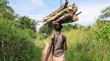 Central Africa’s forests: Carbon heroes under threats