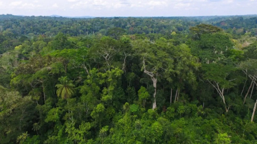 Central African moist forests and savannas are net carbon sinks – for now