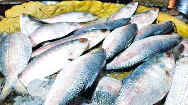 Legal notice seeks ban on export of Hilsa to India