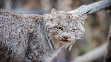 Rare Native Wild Cat Spotted in Rutland County