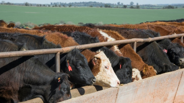 Some things to consider for cattle euthanasia